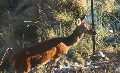 IMG_3413a.jpg